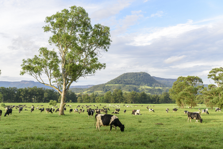 cows in a field